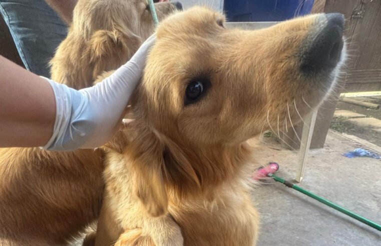 Cinco cães Golden Retriever resgatados em São Sebastião