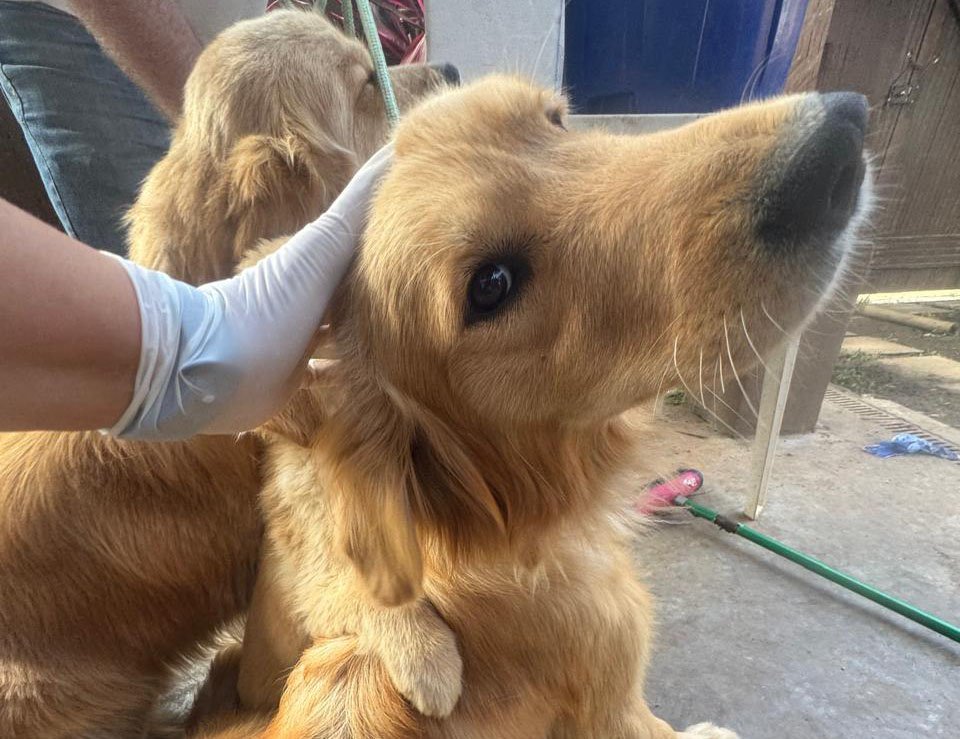 Cinco cães Golden Retriever resgatados em São Sebastião