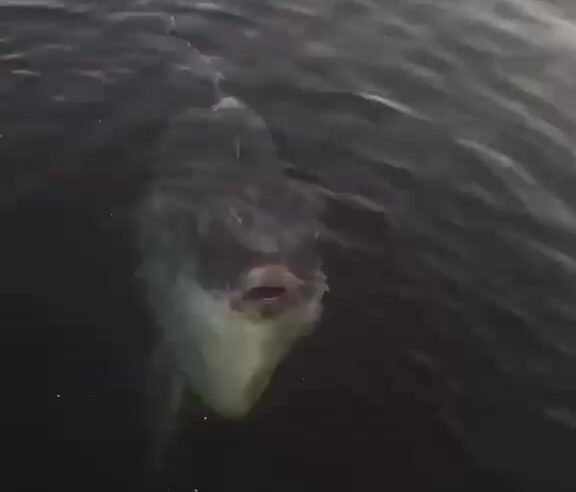 Peixe-lua raro surge no Canal de Ilhabela