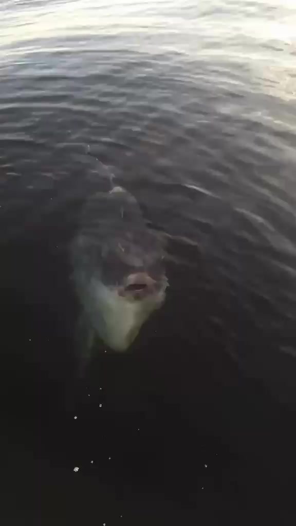Peixe-lua raro surge no Canal de Ilhabela
