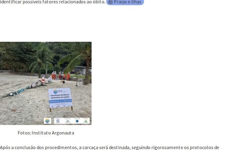 Instituto Argonauta resgata golfinho morto em Ilhabela