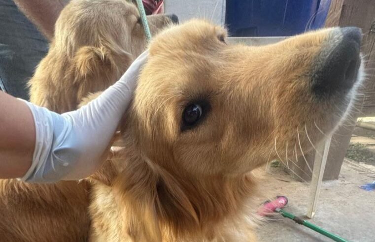 Cães da raça golden retriever resgatados de cativeiro