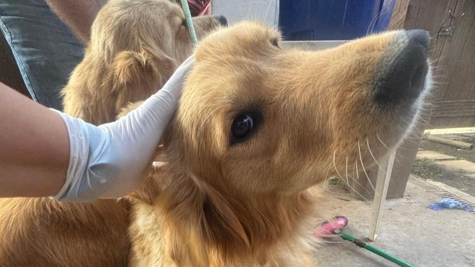 Cães da raça golden retriever resgatados de cativeiro