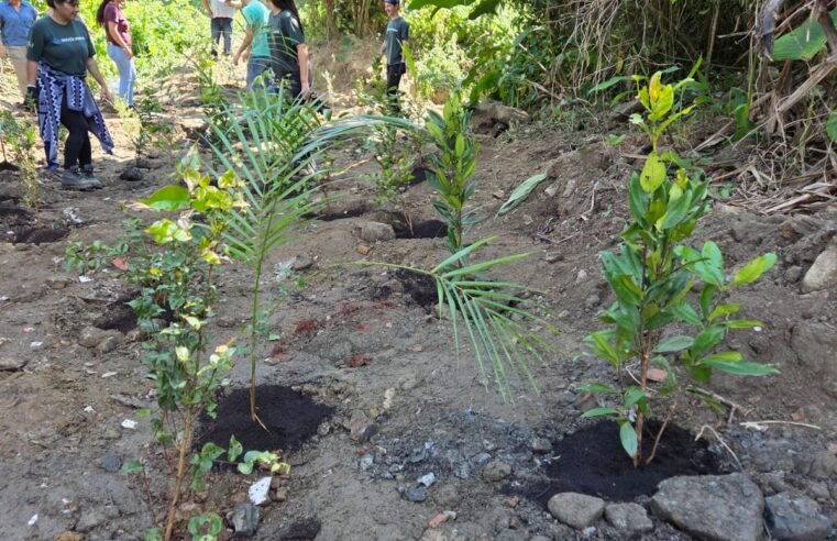 Ubatuba recebe plantio de 50 mudas nativas da Mata