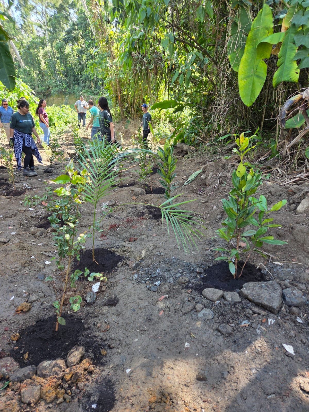 Ubatuba recebe plantio de 50 mudas nativas da Mata