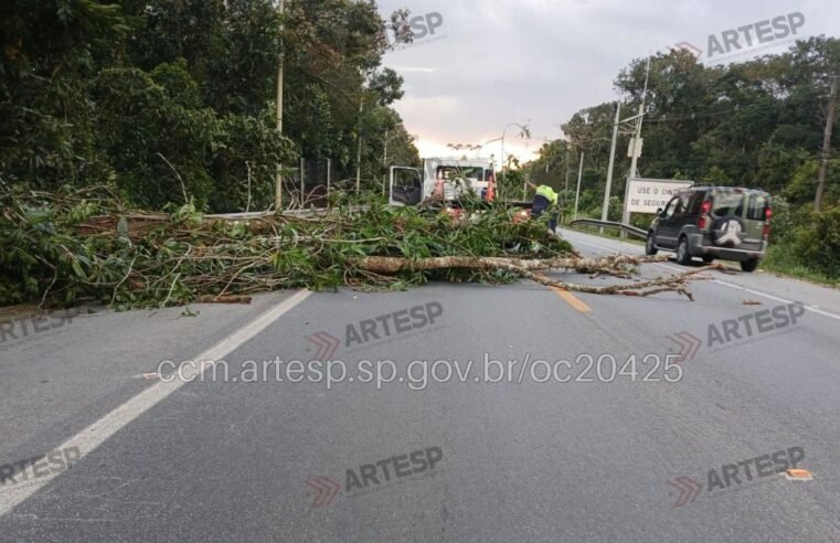 Árvore derrubada bloqueia rodovia Rio-Santos em Bertioga