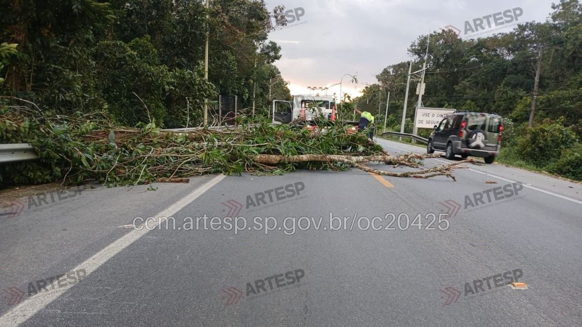 Árvore derrubada bloqueia rodovia Rio-Santos em Bertioga