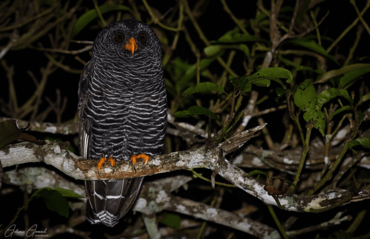 Ilhabela promove semana gratuita de observação de aves