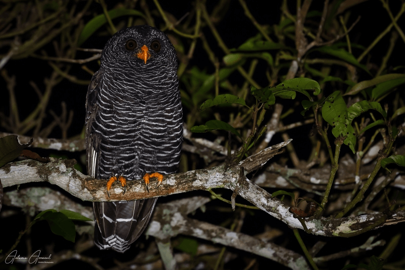 Ilhabela promove semana gratuita de observação de aves