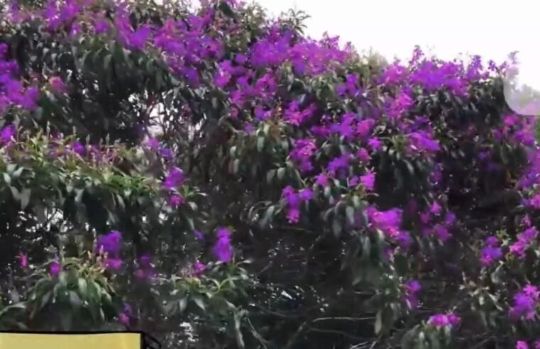 Bertioga proíbe plantio de árvores exóticas invasoras