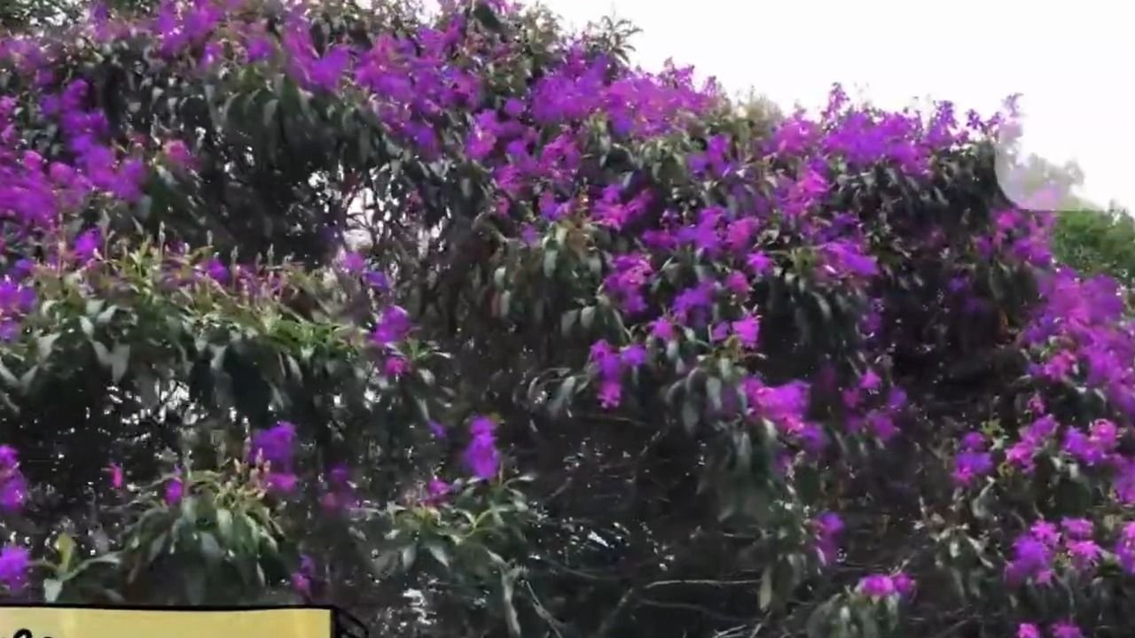 Bertioga proíbe plantio de árvores exóticas invasoras
