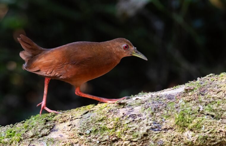Ilhabela abre Bird Week com observação de aves