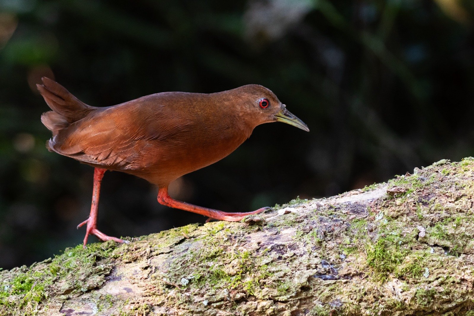 Ilhabela abre Bird Week com observação de aves