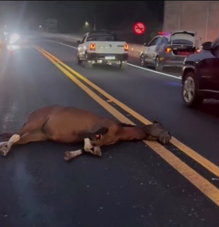 Cavalo morre na Tamoios; motociclista fica ferido