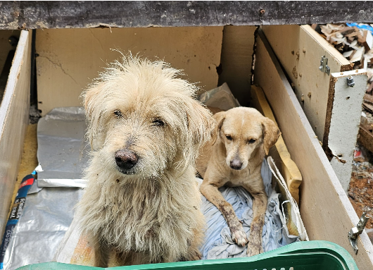 Polícia Ambiental resgata dois cães abandonados em Caraguatatuba