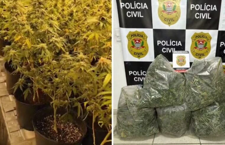 Americano preso com 250 pés de maconha em Ilhabela