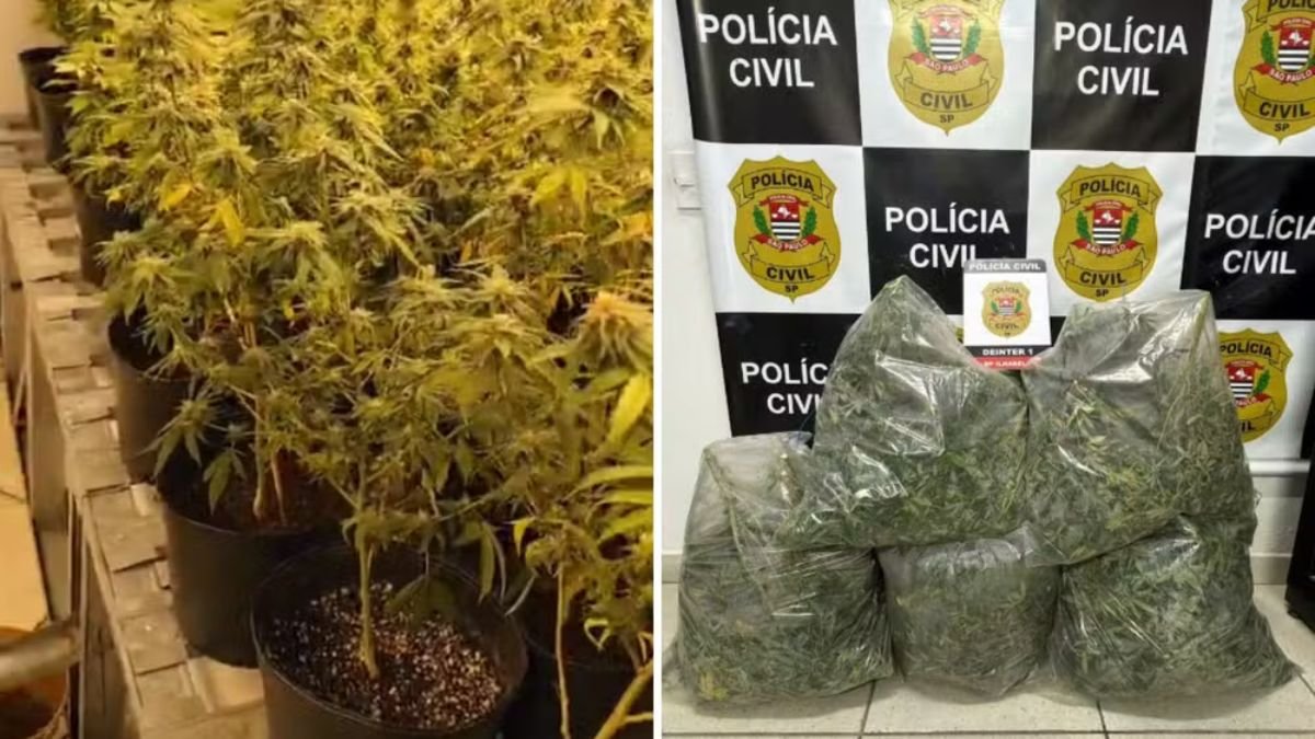 Americano preso com 250 pés de maconha em Ilhabela