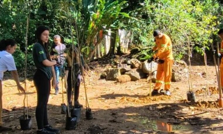 Ubatuba planta 30 mudas nativas em área degradada