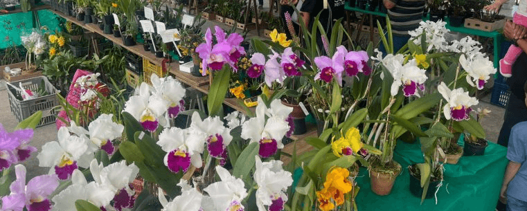 Caraguatatuba abre 46ª exposição de orquídeas
