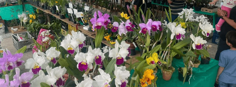 Caraguatatuba abre 46ª exposição de orquídeas