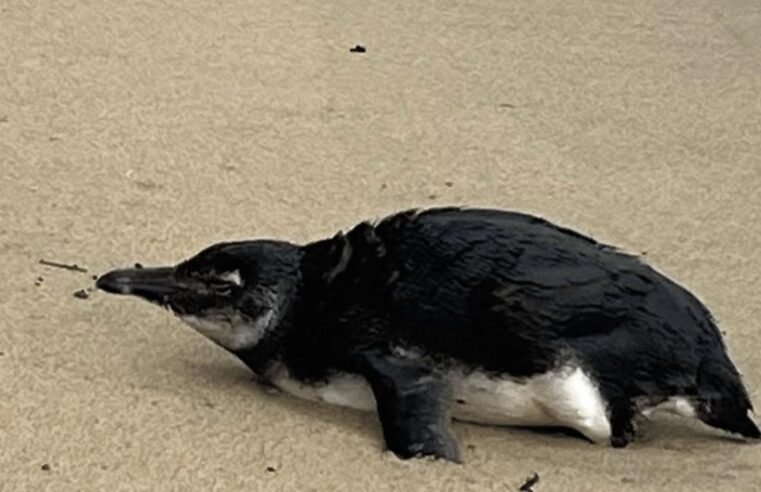 Juvenil de Magalhães é resgatado na Praia do Perequê