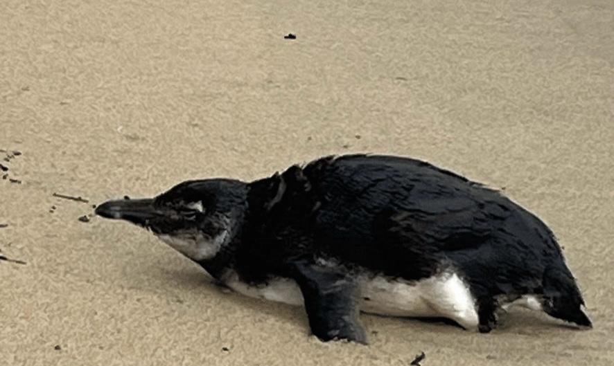 Juvenil de Magalhães é resgatado na Praia do Perequê