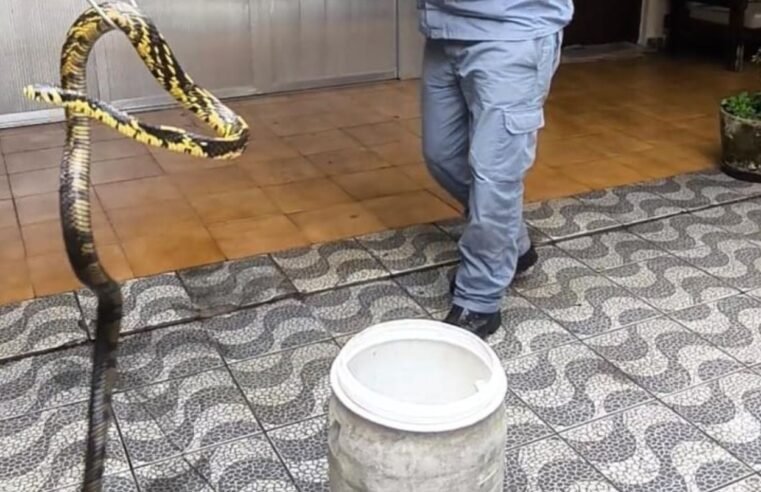 Cobra é capturada em casa no Perequê-Açu