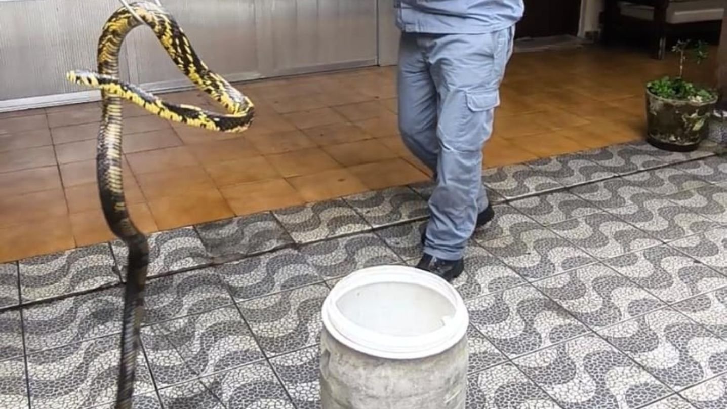 Cobra é capturada em casa no Perequê-Açu