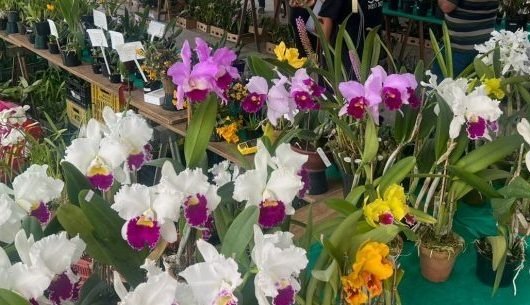Caraguatatuba recebe 46ª exposição de orquídeas