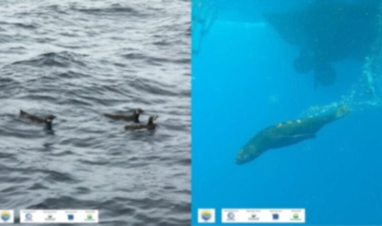 Animais resgatados são devolvidos ao mar em Ubatuba