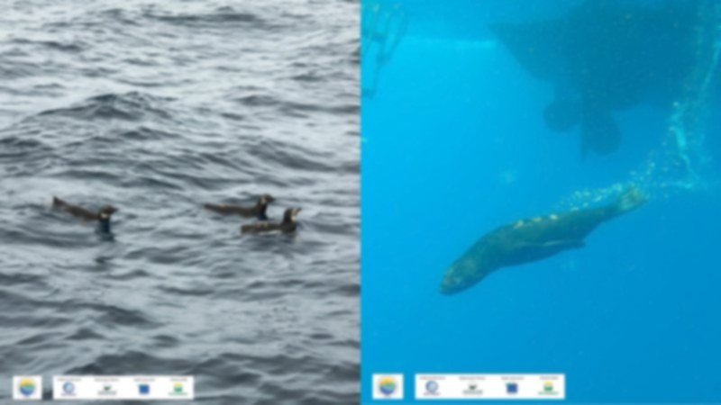 Animais resgatados são devolvidos ao mar em Ubatuba