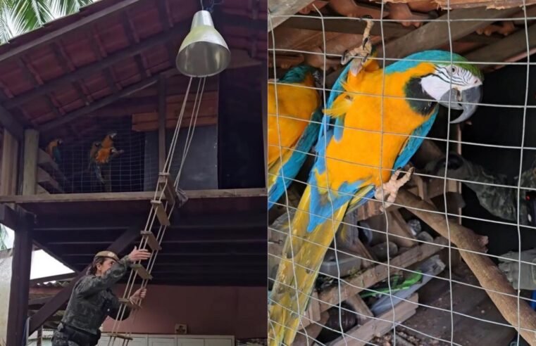 PM Ambiental segue canto de araras