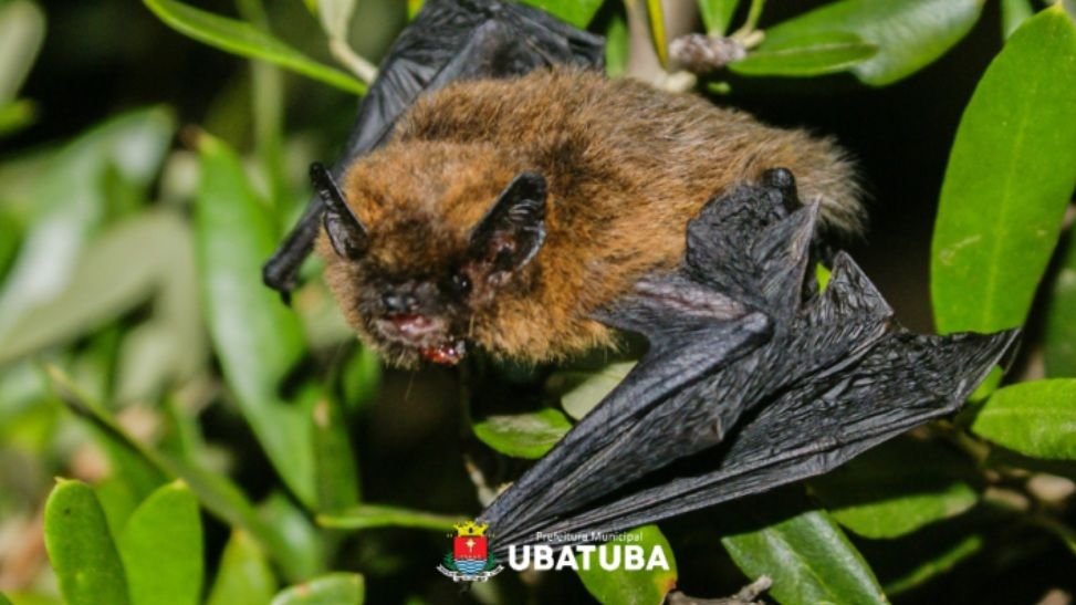 Ubatuba registra dois casos de raiva em morcegos