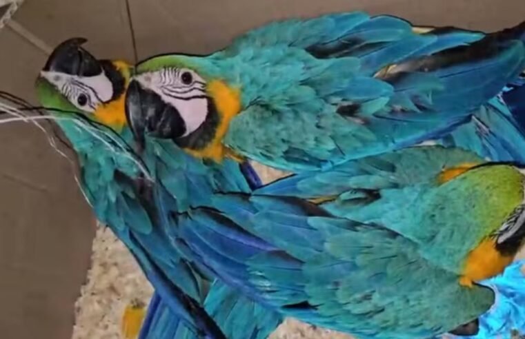 Quatro são presos por araras-canindé amarradas em caixa