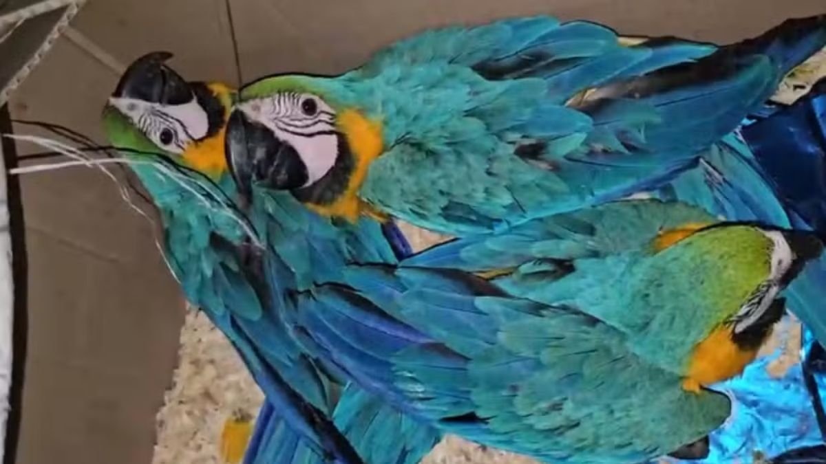 Quatro são presos por araras-canindé amarradas em caixa