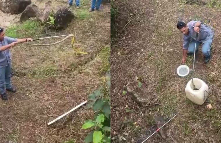Bombeiros resgatam serpente caninana em torre de transmissão