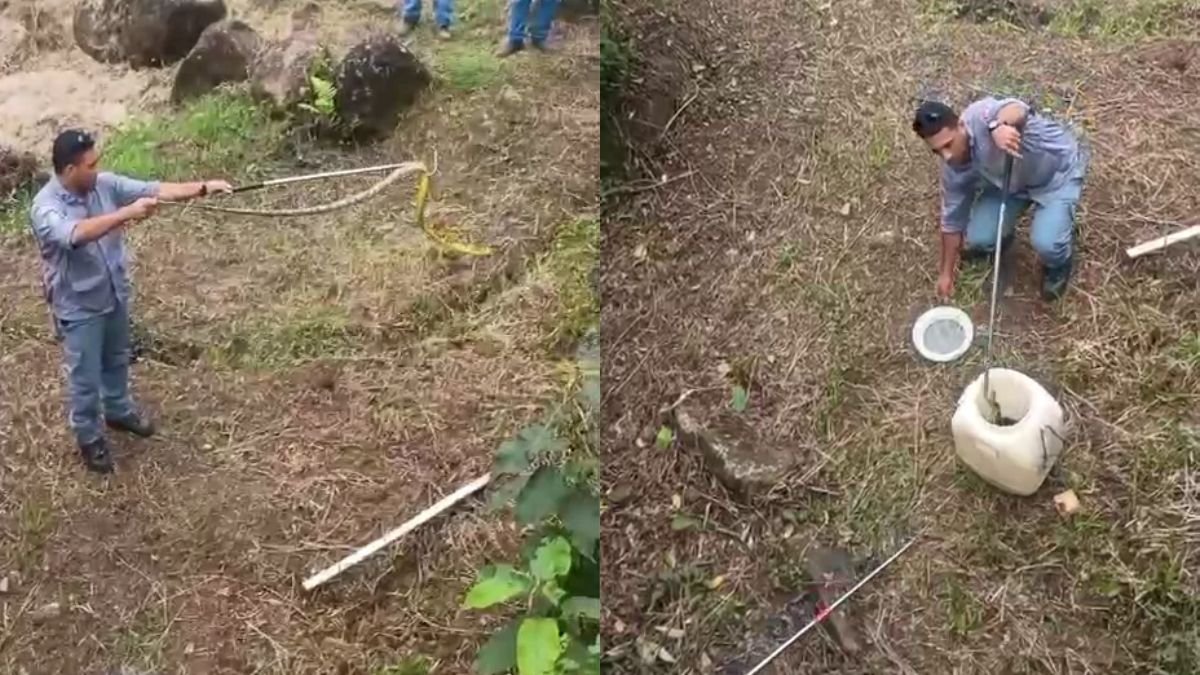 Bombeiros resgatam serpente caninana em torre de transmissão
