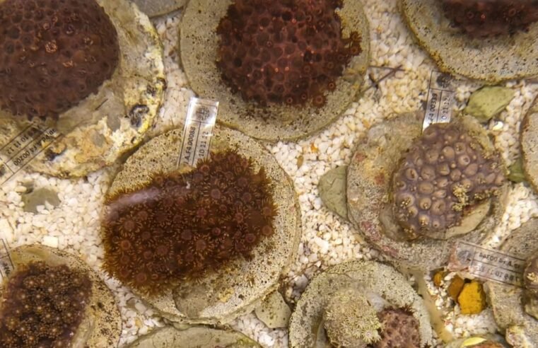 Aquário de Ubatuba recebe 260 corais do Pacífico apreendidos