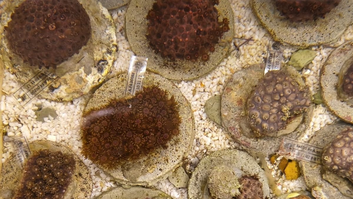 Aquário de Ubatuba recebe 260 corais do Pacífico apreendidos