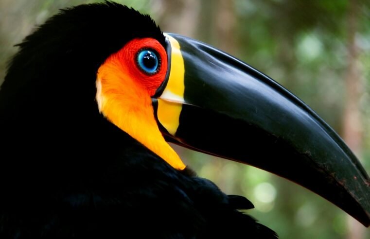 Tucano-de-bico-preto é eleito Ave Símbolo de São Sebastião após
