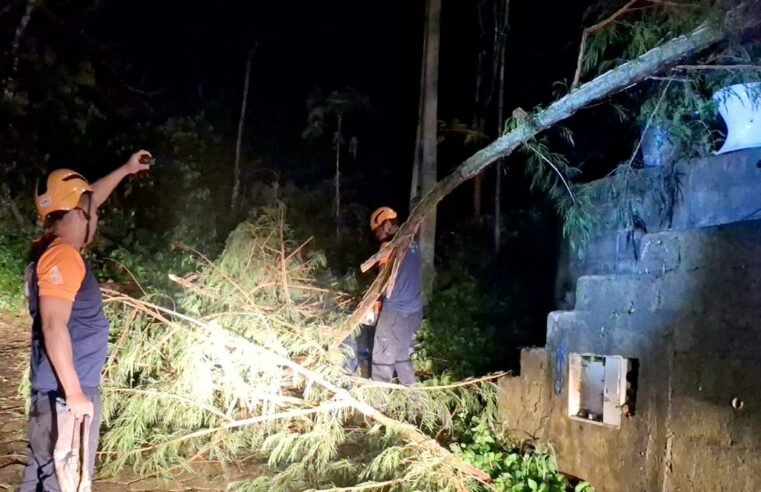 Temporal provoca quedas de árvores e afeta abastecimento