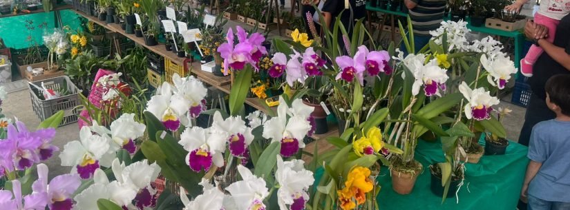 Exposição de orquídeas reúne espécies raras com entrada gratuita em Caraguatatuba