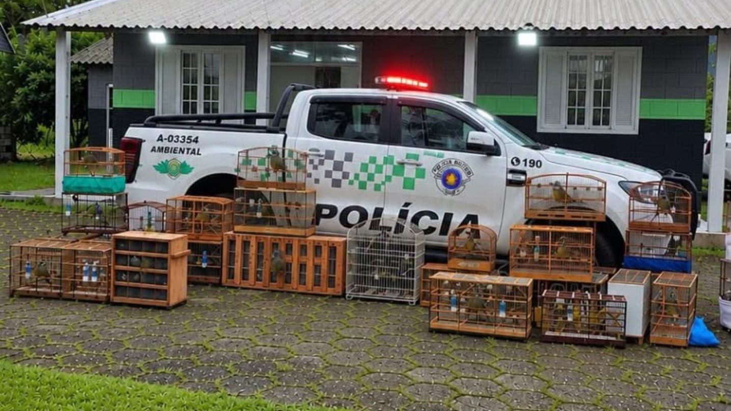 PM Ambiental multou em R$141,5 mil por 58 aves apreendidas
