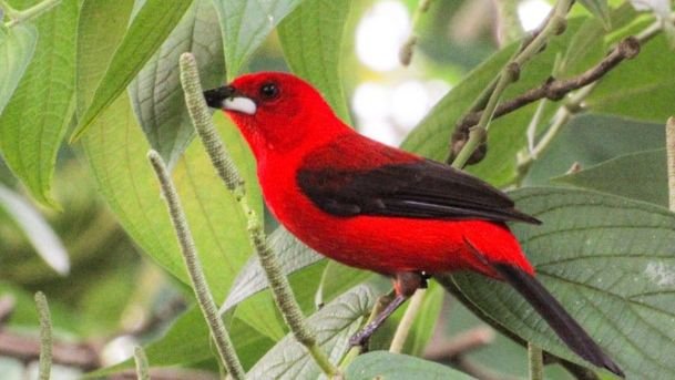 São Sebastião abre observação de aves gratuita