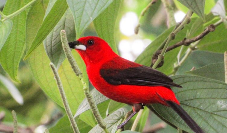 Observadores de aves se reúnem na APA Baleia‑Sahy