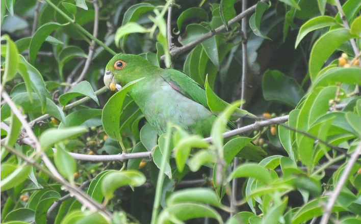 Apuim-de-costas-pretas é registrado na Ilhabela Bird Week